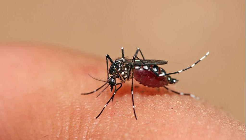 You are currently viewing Vigilância Sanitária de Rafard pede a colaboração da população no combate contra a dengue
