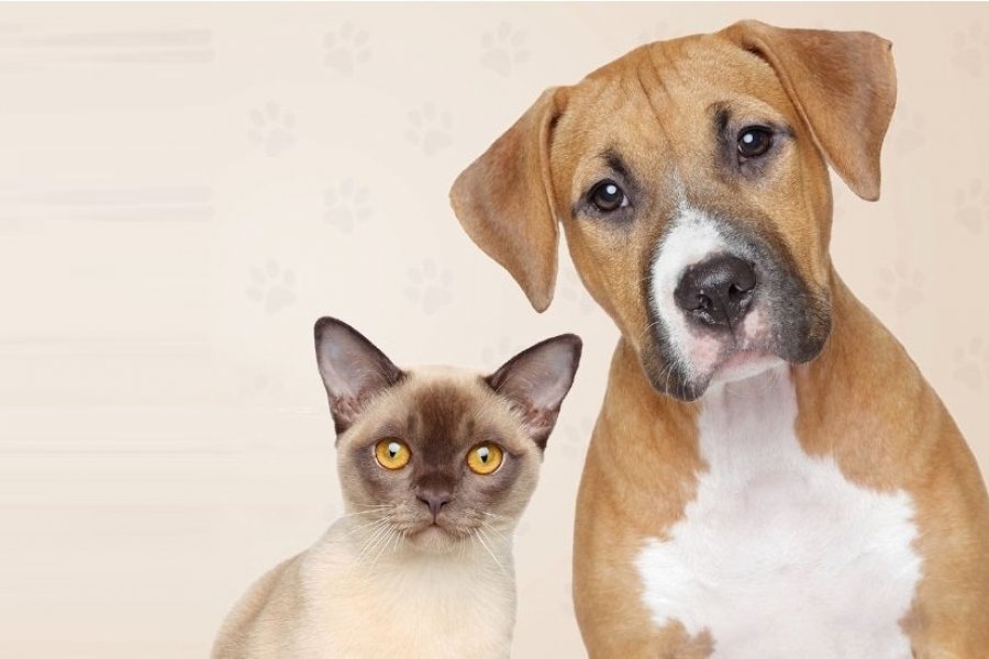Leia mais sobre o artigo Rafard terá vacinação antirrábica em cães e gatos na próxima semana