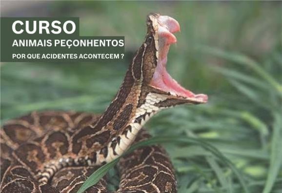 Read more about the article Últimos dias para as inscrições do curso de manejo de animais peçonhentos