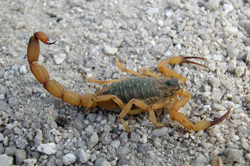 Read more about the article Nebulização contra escorpiões acontece na próxima semana
