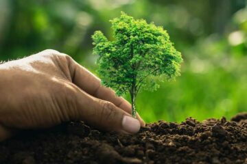 Moradores devem estar atentos à nova Lei de Arborização em Rafard